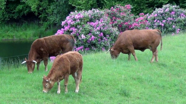 Limousin-Rinder im Odenwald
