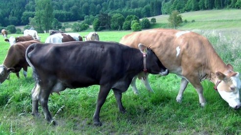 Stall oder Weide – was ist besser für die Kuh