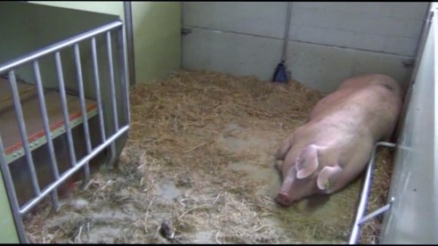 Schweinehaltung in der Schweiz 1: Abferkelstall