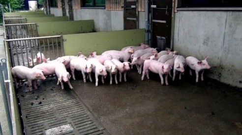 Schweinehaltung in der Schweiz 2: Im Ferkelaufzuchtstall auf dem Schweizer Strickhof