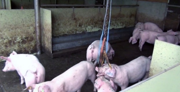 Schweinehaltung in der Schweiz 5: Maststall