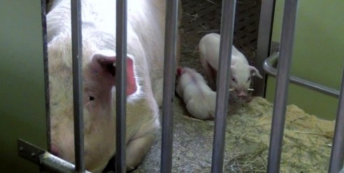 Schweinehaltung in der Schweiz 3: Muttersauen
