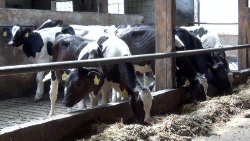 Tiertransporte in Drittstaaten nur bei gesicherter Einhaltung der Tierschutzanforderungen