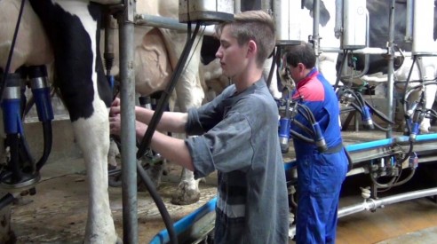 Moderne Milchviehhaltung mit 270 Kühen