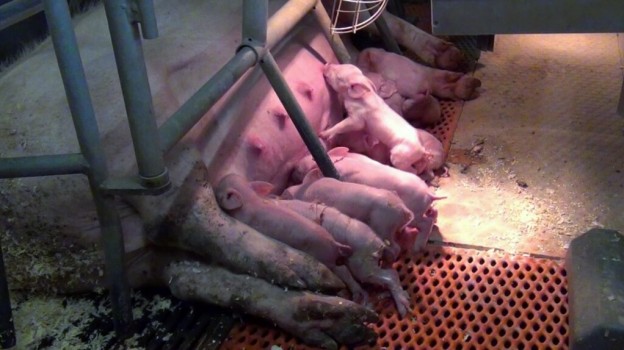 Schweinehalter schreiben “Offenen Brief” an die Regierungsfraktionen zur Änderung des Baugesetzbuches
