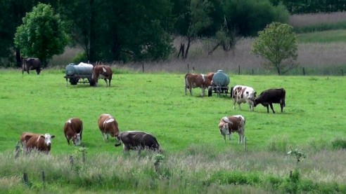 Göttinger Verbraucherstudie: Mehrzahl der Verbraucher befürwortet Weidehaltung