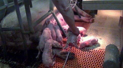 Wachsende Probleme mit MRSA aus dem Schweinestall?