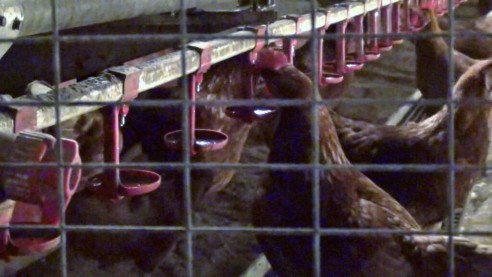 „Ein starkes Signal für mehr Tierschutz in der Nutztierhaltung in NRW“