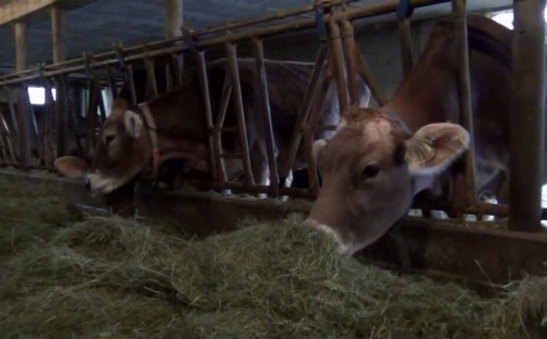 Kranke und gesunde Kühe