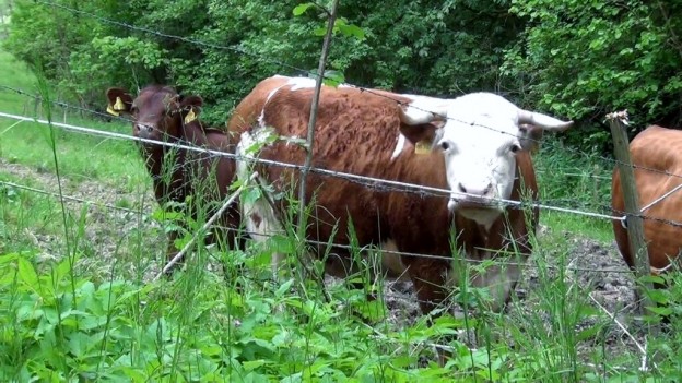 Niedersächsische Vereinbarung gegen Schlachtung tragender Rinder