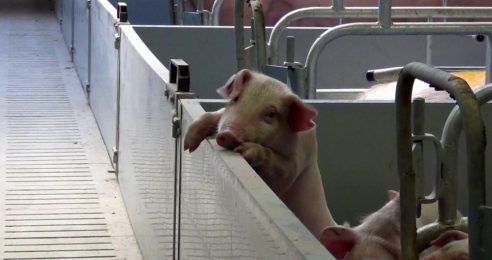 Konstruktiver Journalismus