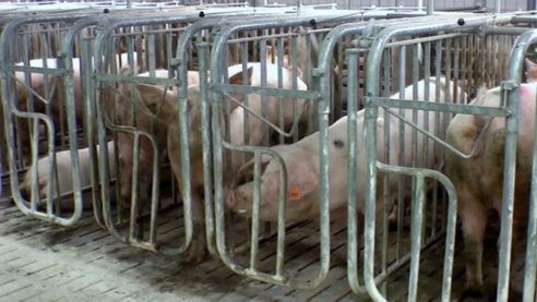 BMEL: Neuregelung der Kastenstandhaltung, mehr Platz für Schweine