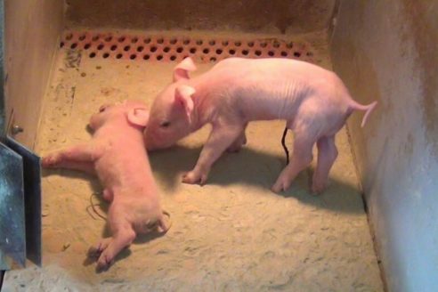 Von toten Tieren und vom Töten