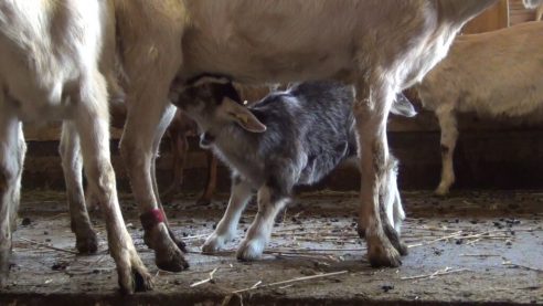 Enthornen von Zicklein: Schweizer Tierärzte unterstützen Verbot
