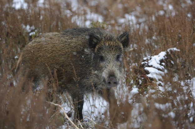 Friedrich-Loeffler-Institut bestätigt: Fall von Afrikanischer Schweinepest bei Wildschein in Mecklenburg-Vorpommern