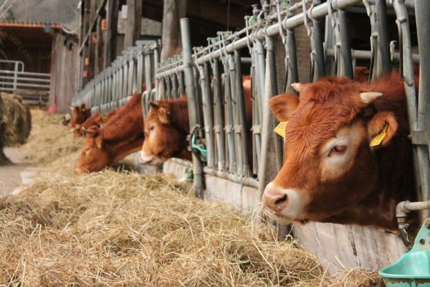 MedUni Wien: Landwirtschaftliche Tiernutzung im Sinne des 3R-Prinzips überdenkent