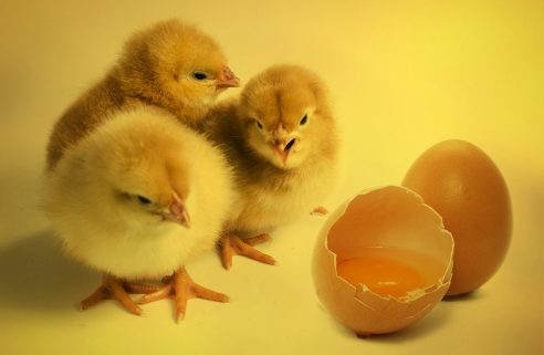 Studie: Kein Schmerzempfinden bei Hühnerembryonen vor dem 13. Bebrütungstag