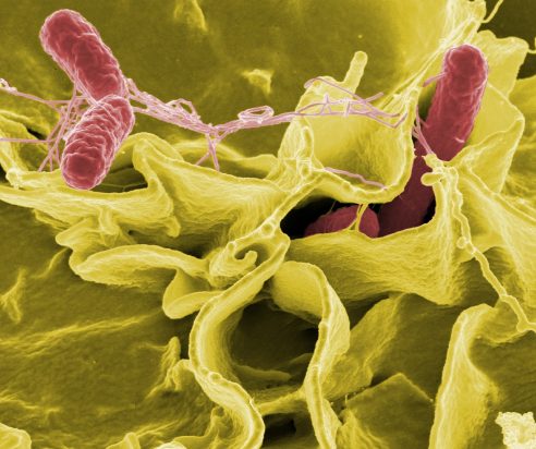 Salmonellen-Bekämpfungsprogramm – Ergebnisse für das Jahr 2019: Salmonella Enteritidis und Salmonella Typhimurium bei Legehennen rückläufig