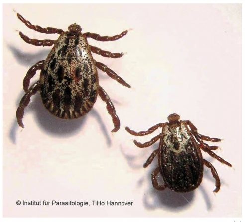 Studie zur räumlichen Verbreitung von Buntzecken