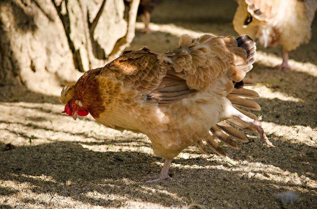 EFSA warnt vor Vogelgrippe