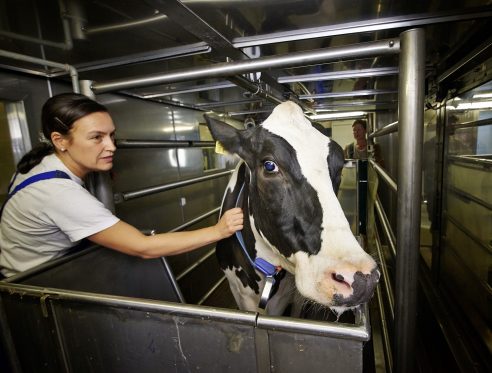 Der Methanausstoß von Milchkühen kann jetzt ganz einfach ermittelt werden