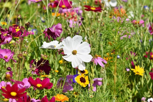 Blütenvielfalt könnte Insektizid-Effekte auf Wildbienen ausgleichen – Studie aus Göttingen und Hohenheim