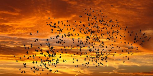 Geflügelpest: Umweltministerium warnt vor Gefahr durch „fliegende Händler“ in Nordrhein-Westfalen