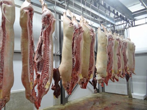 BbT: Eklatanter Personalmangel gefährdet Tierwohl in Schlachtbetrieben und regionale Lebensmittelproduktion