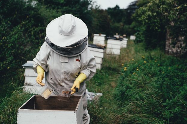Bienengesundheit: Hohe Winterverluste im Jahr 2022 – Beratung und Forschung entscheidend für die Zukunft