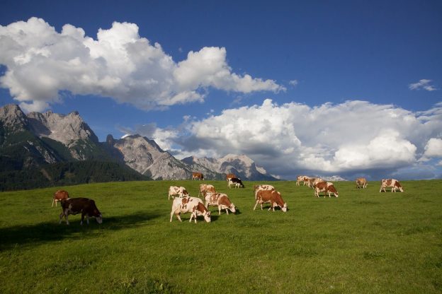 Virtueller Zaun ohne Langzeitstress für Kühe